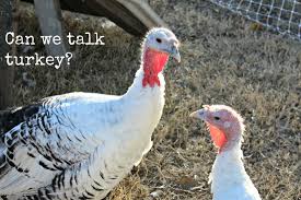 Image of two wild turkeys with the text, "Can we talk turkey?"