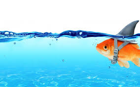 Stock graphic of a goldfish swimming near the surface of the water wearing a shark fin attachment.